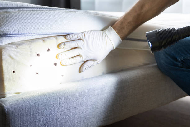 Best Rat Extermination Near Me  in Waverly, IL