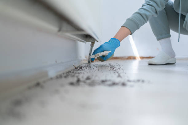 Best Local Pest Control Services  in Waverly, IL